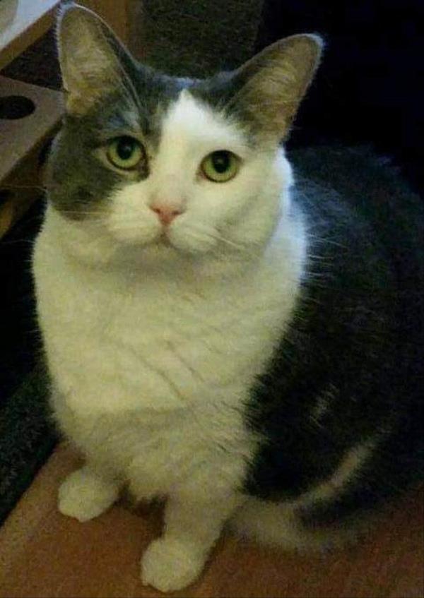 /Images/uploads/The Murphee and Sugar Angel Foundation/murpheeandsugar-pet-photo-contest-fundraiser/entries/27762thumb.jpg